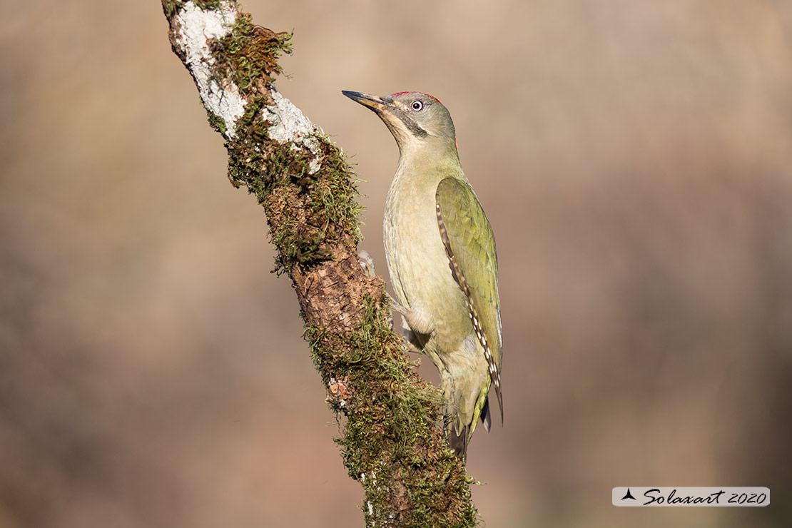 Picus sharpei :  Picchio verde iberico;  Iberian Green Woodpecker