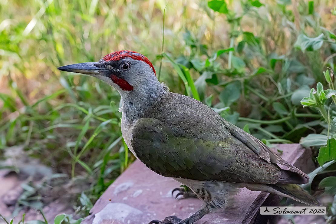 Picus sharpei :  Picchio verde iberico;  Iberian Green Woodpecker