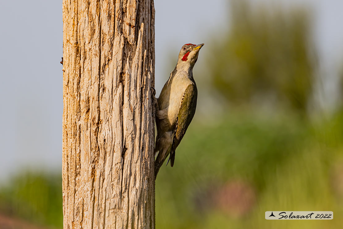 Picus sharpei :  Picchio verde iberico;  Iberian Green Woodpecker