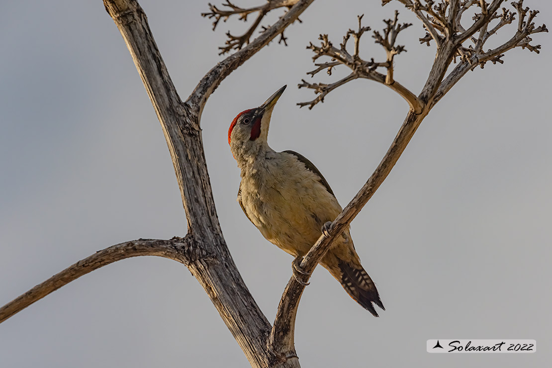 Picus sharpei :  Picchio verde iberico;  Iberian Green Woodpecker