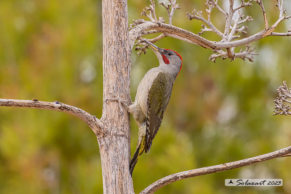 Picus sharpei :  Picchio verde iberico;  Iberian Green Woodpecker