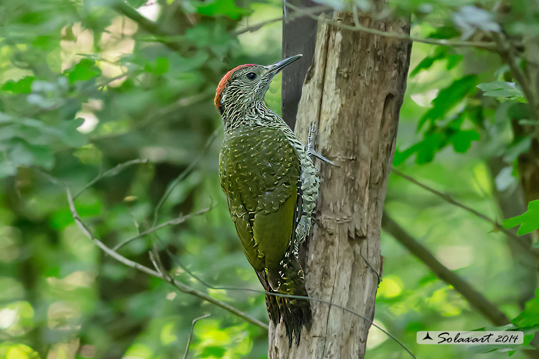 Picus viridis :  Picchio verde;  European Green Woodpecker