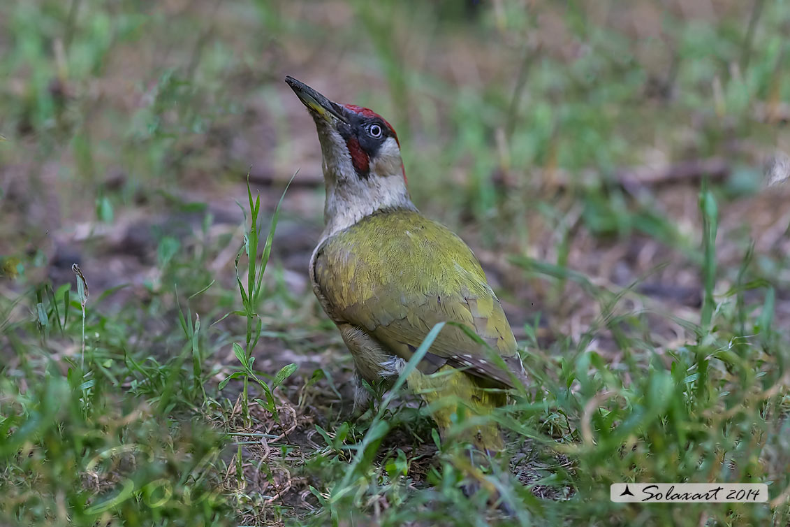 Picus viridis: Picchio verde; European Green Woodpecker