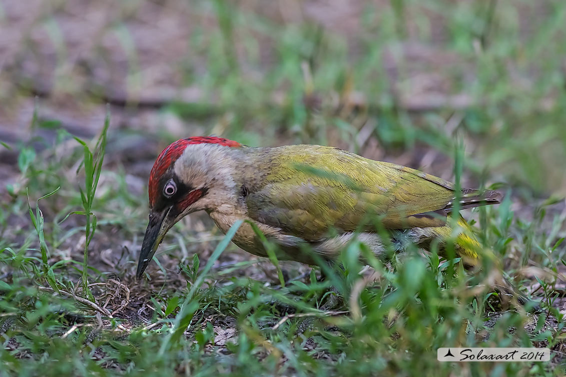 Picus viridis: Picchio verde; European Green Woodpecker