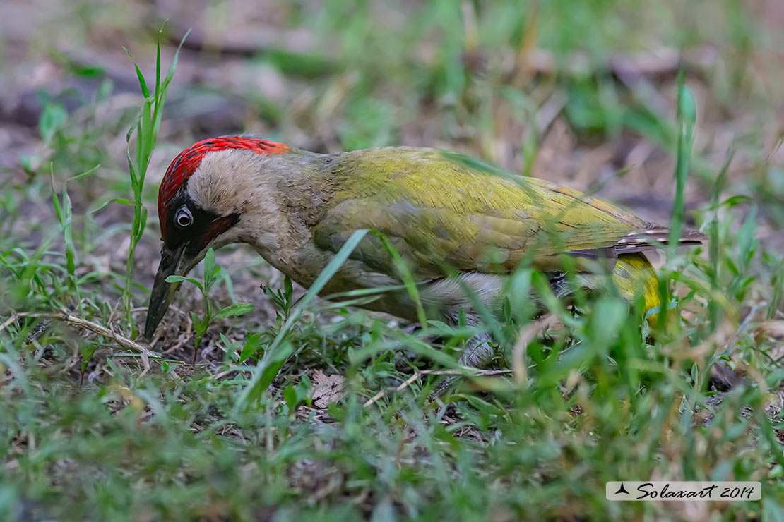 Picus viridis: Picchio verde; European Green Woodpecker