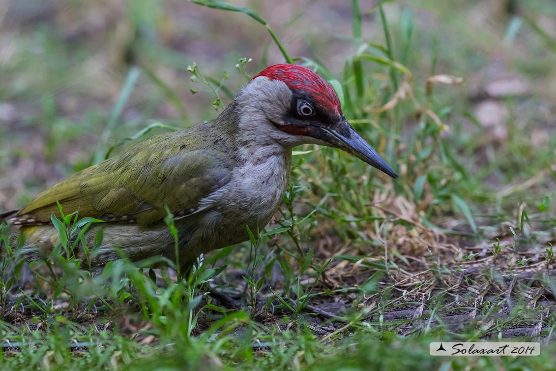 Picus viridis: Picchio verde; European Green Woodpecker