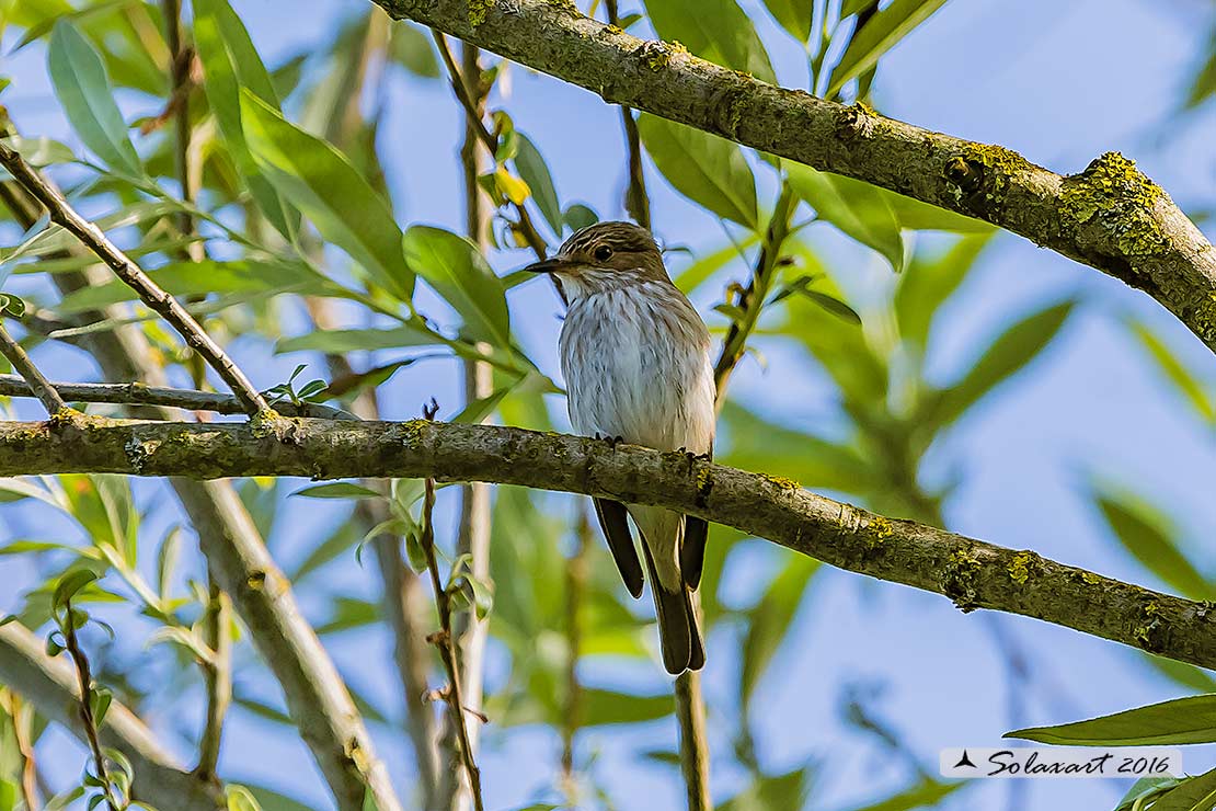 Muscicapa striata :  Pigliamosche ; Spotted Flycatcher