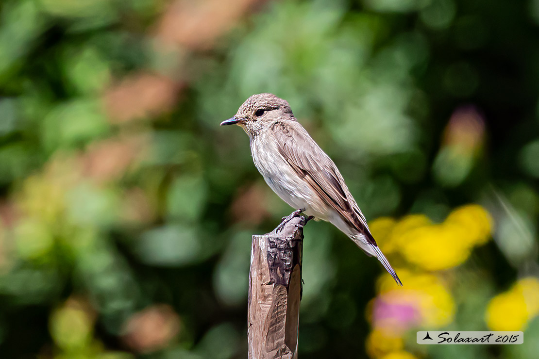 Muscicapa striata :  Pigliamosche ; Spotted Flycatcher