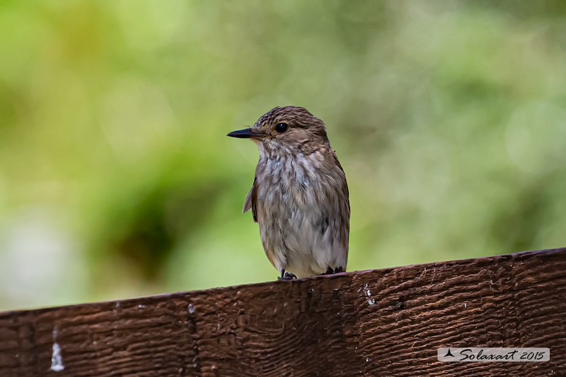 Muscicapa striata :  Pigliamosche ; Spotted Flycatcher