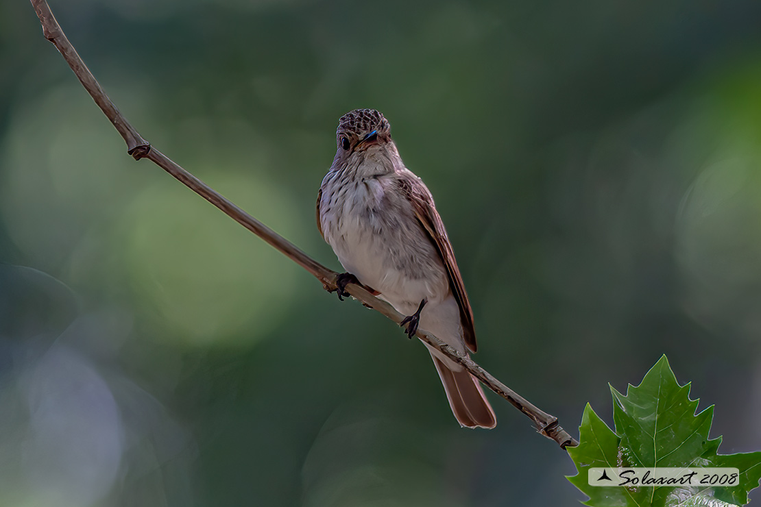 Muscicapa striata :  Pigliamosche ; Spotted Flycatcher