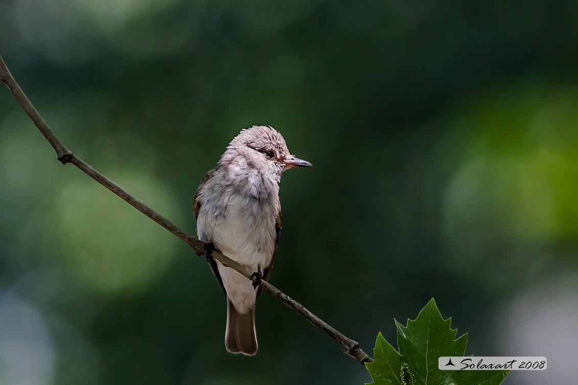 Muscicapa striata :  Pigliamosche ; Spotted Flycatcher