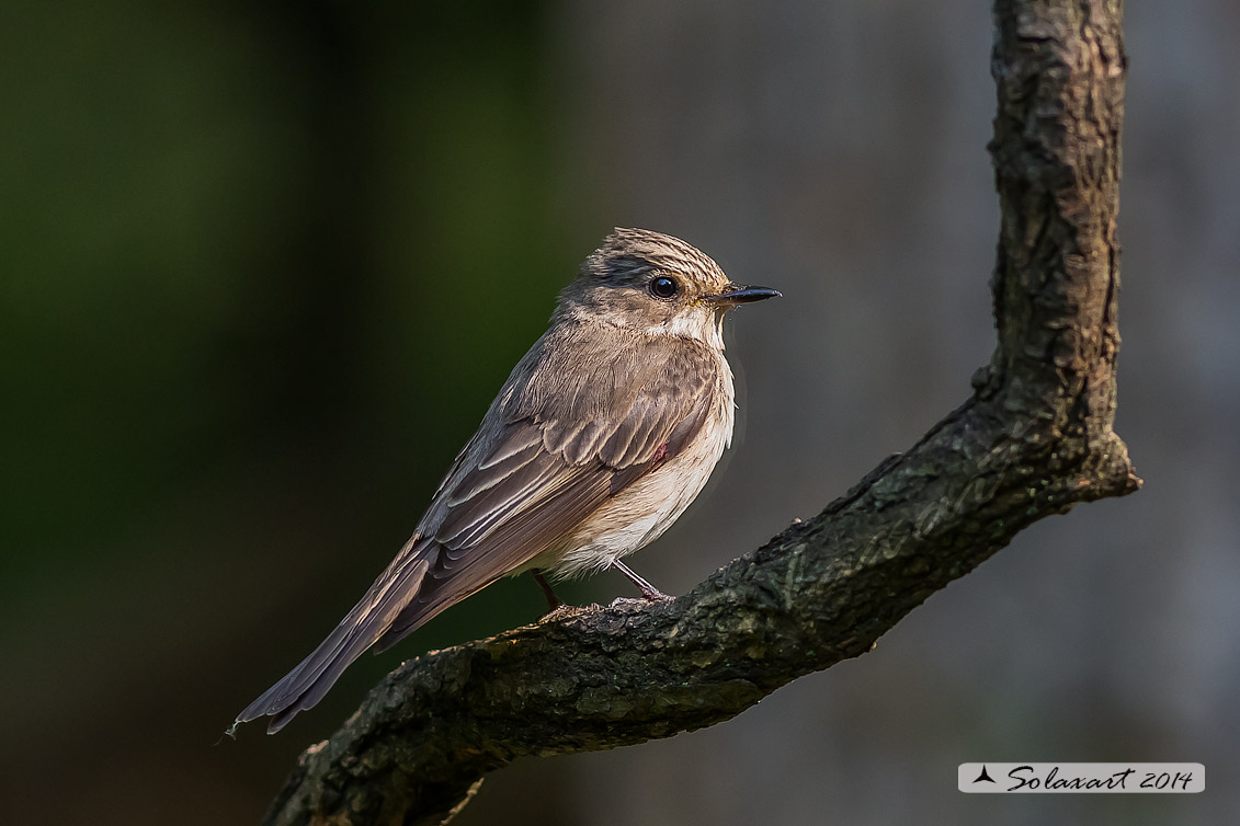 Muscicapa striata :  Pigliamosche ; Spotted Flycatcher