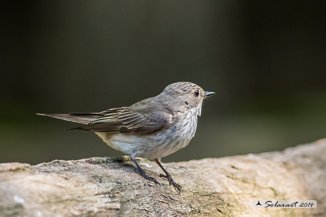 Muscicapa striata :  Pigliamosche ; Spotted Flycatcher