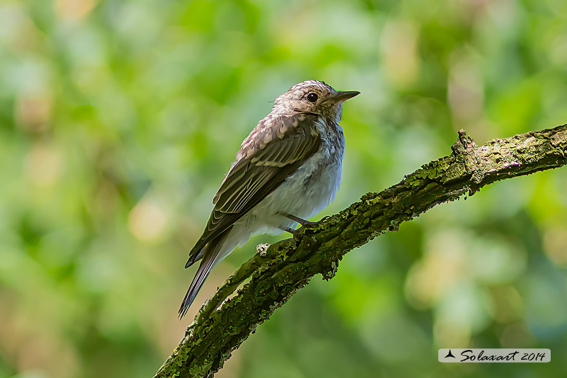 Muscicapa striata :  Pigliamosche ; Spotted Flycatcher