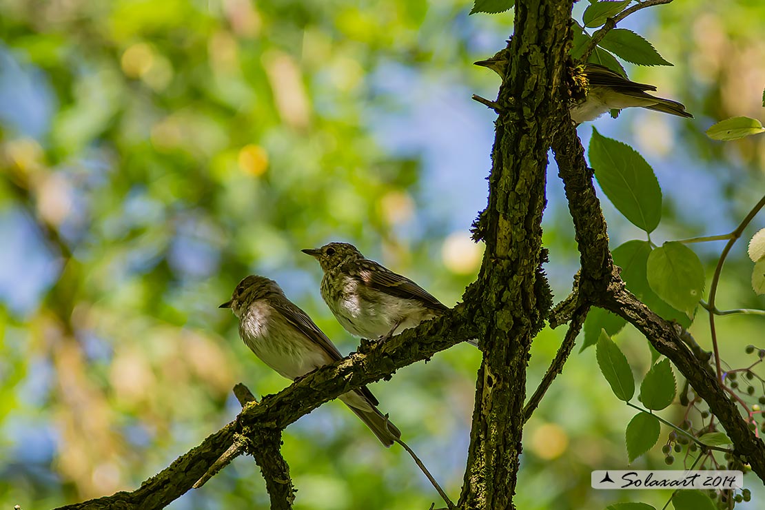 Muscicapa striata :  Pigliamosche ; Spotted Flycatcher