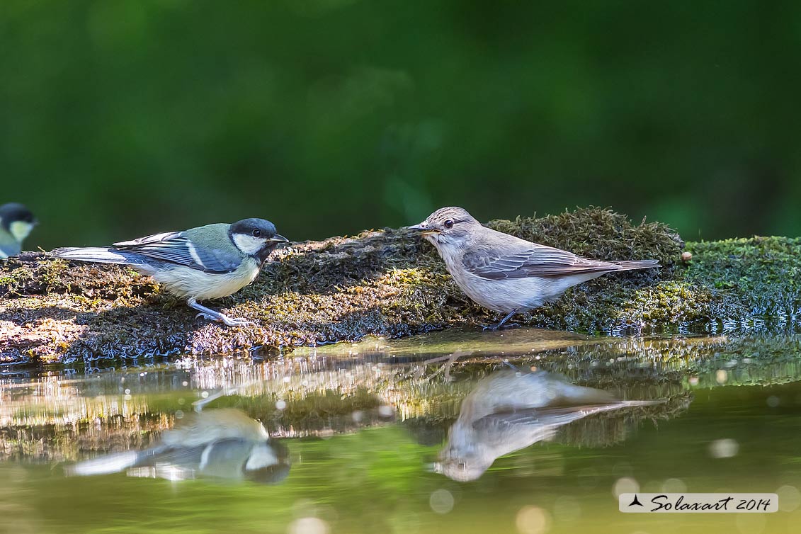 Muscicapa striata :  Pigliamosche ; Spotted Flycatcher