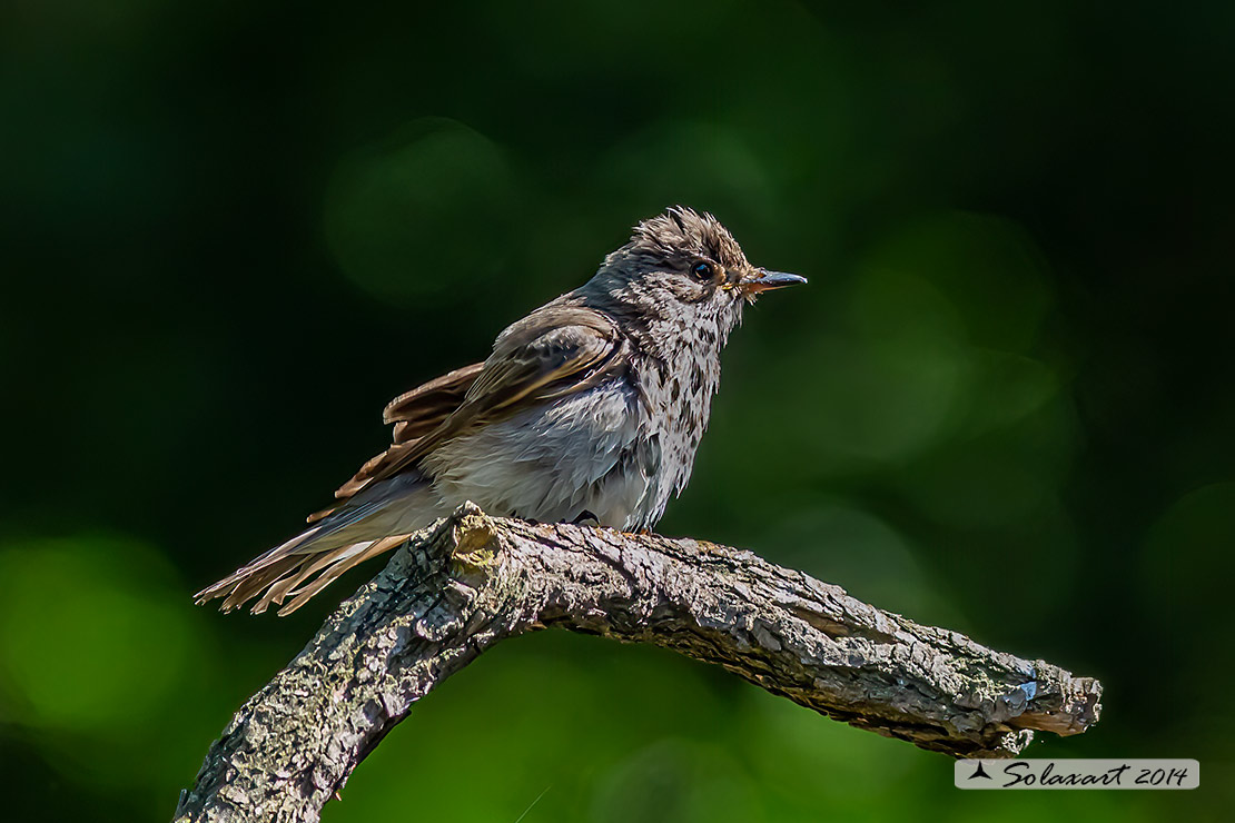 Muscicapa striata :  Pigliamosche ; Spotted Flycatcher