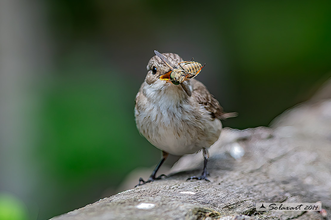 Muscicapa striata :  Pigliamosche ; Spotted Flycatcher