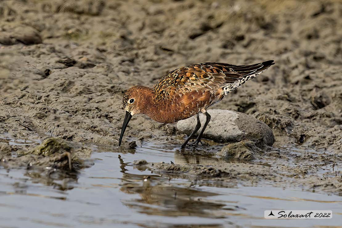 Calidris ferruginea: Piovanello comune ; Curlew Sandpiper
