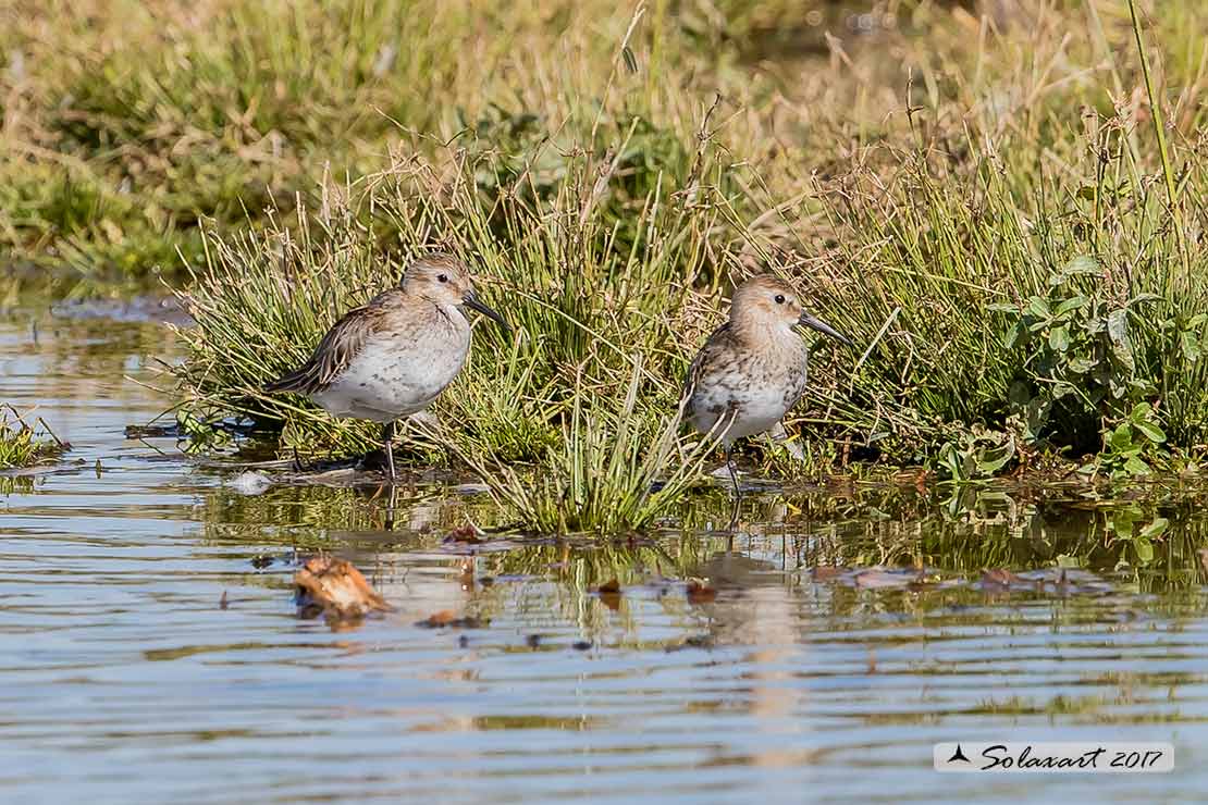 Calidris alpina: Piovanello pancianera ; Dunlin