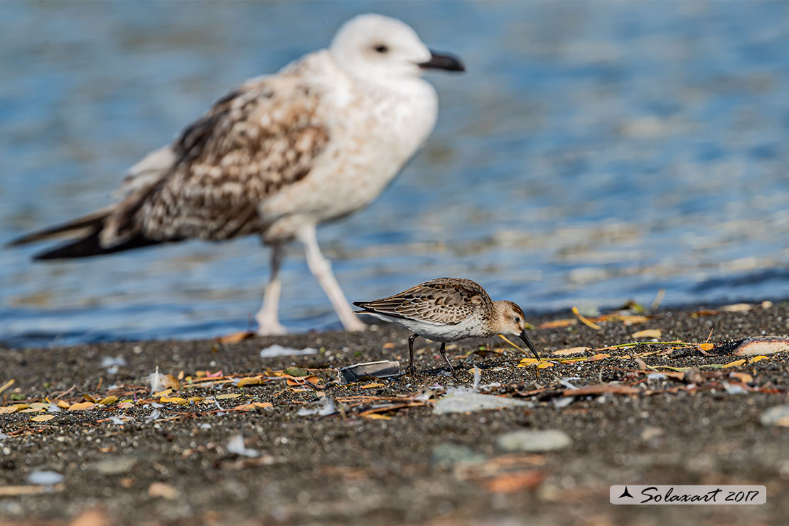 Calidris alpina: Piovanello pancianera ; Dunlin