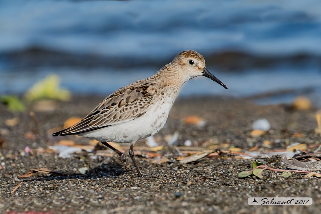 Calidris alpina: Piovanello pancianera ; Dunlin