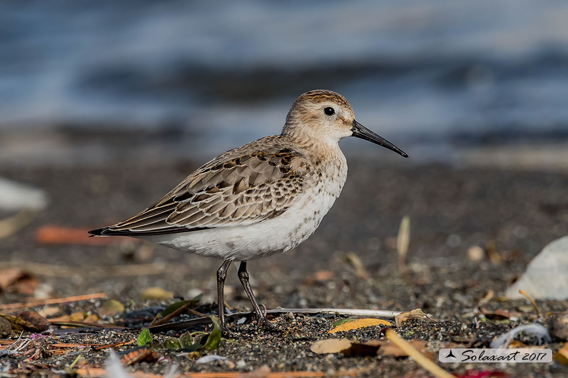Calidris alpina: Piovanello pancianera ; Dunlin