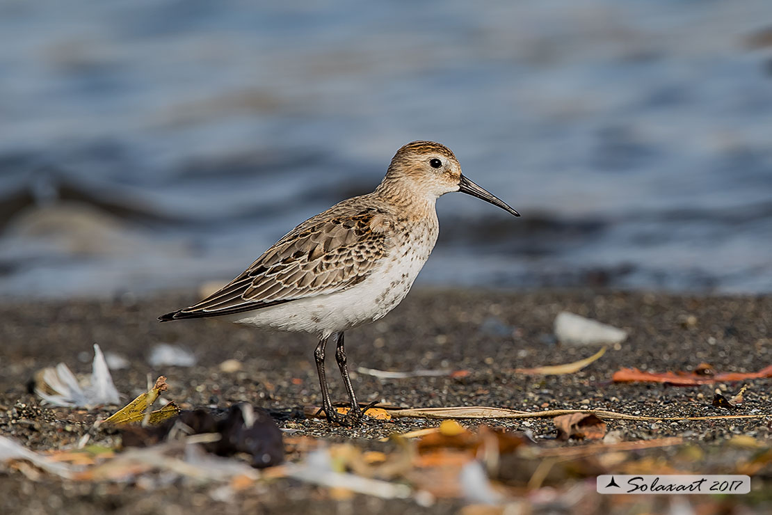 Calidris alpina: Piovanello pancianera ; Dunlin