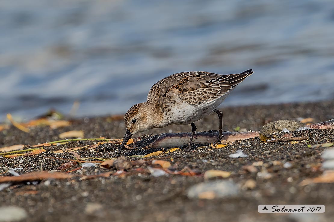 Calidris alpina: Piovanello pancianera ; Dunlin