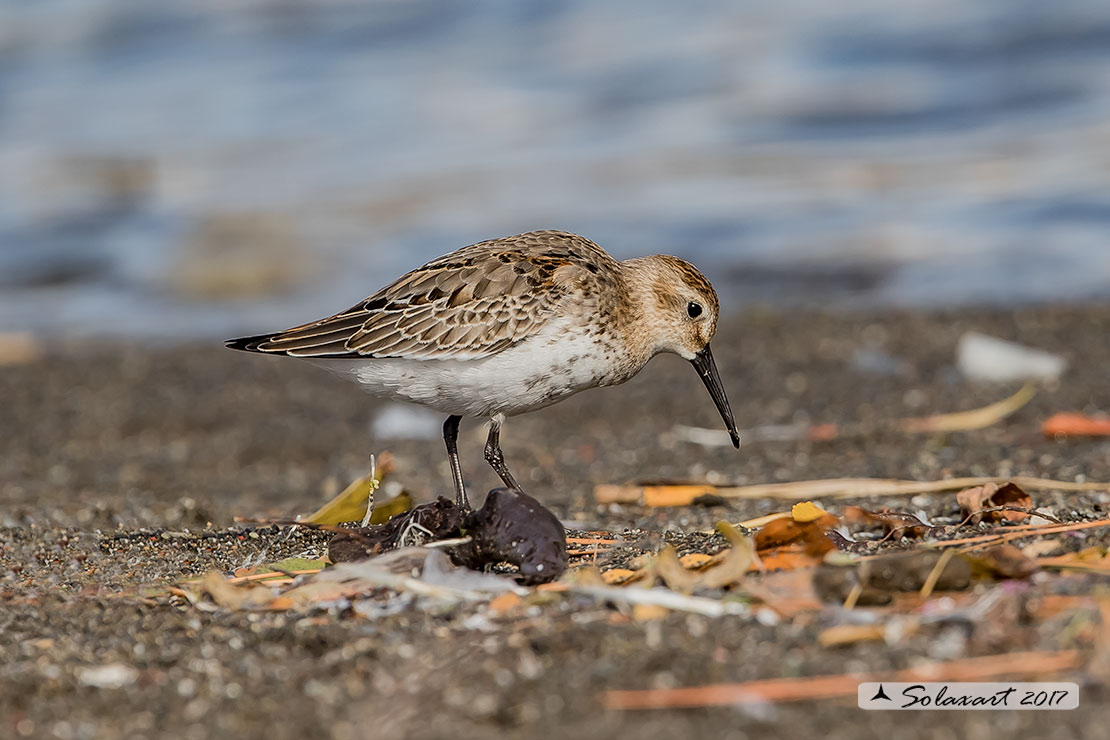 Calidris alpina: Piovanello pancianera ; Dunlin