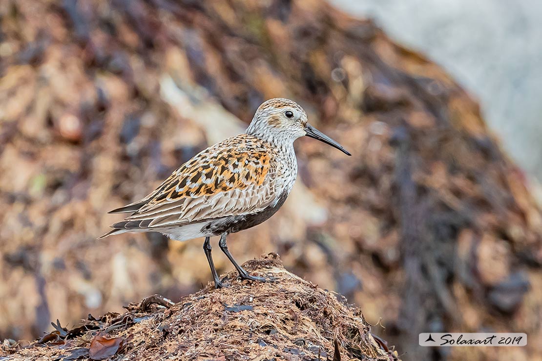 Calidris alpina: Piovanello pancianera ; Dunlin