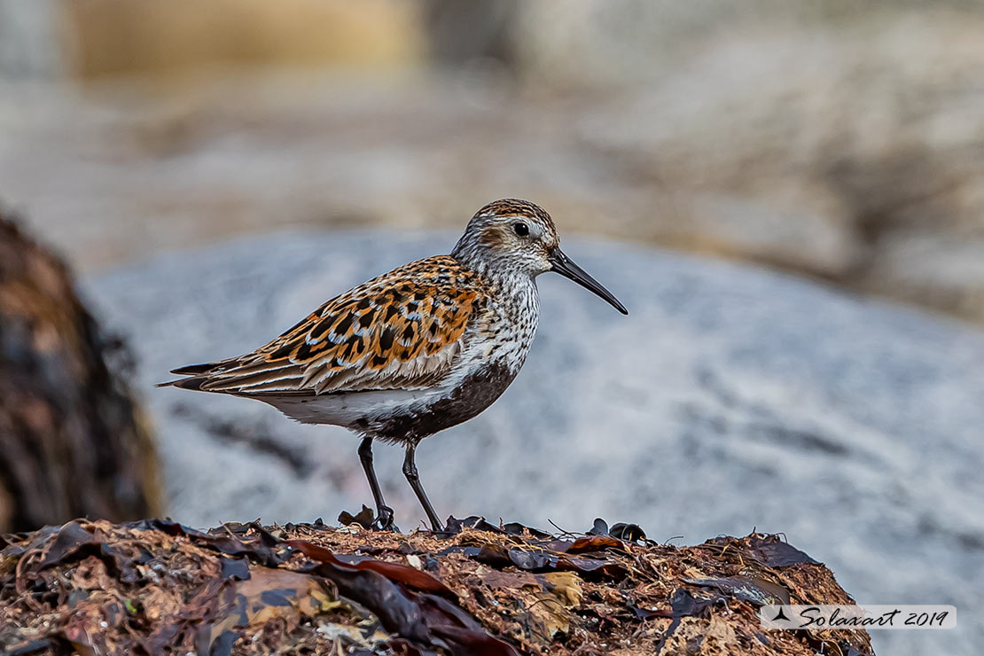 Calidris alpina: Piovanello pancianera ; Dunlin