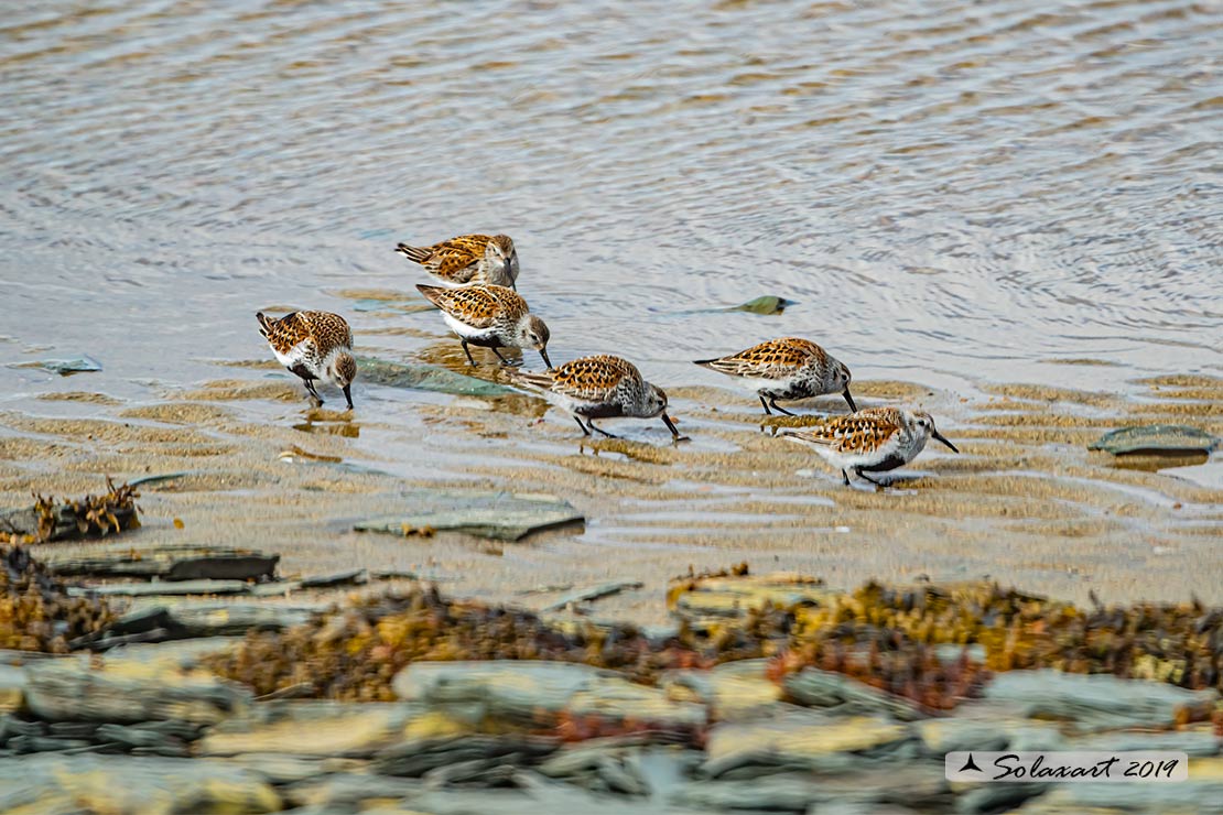Calidris alpina: Piovanello pancianera ; Dunlin