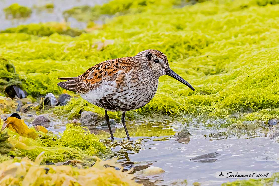 Calidris alpina: Piovanello pancianera ; Dunlin