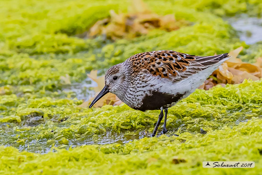 Calidris alpina: Piovanello pancianera ; Dunlin