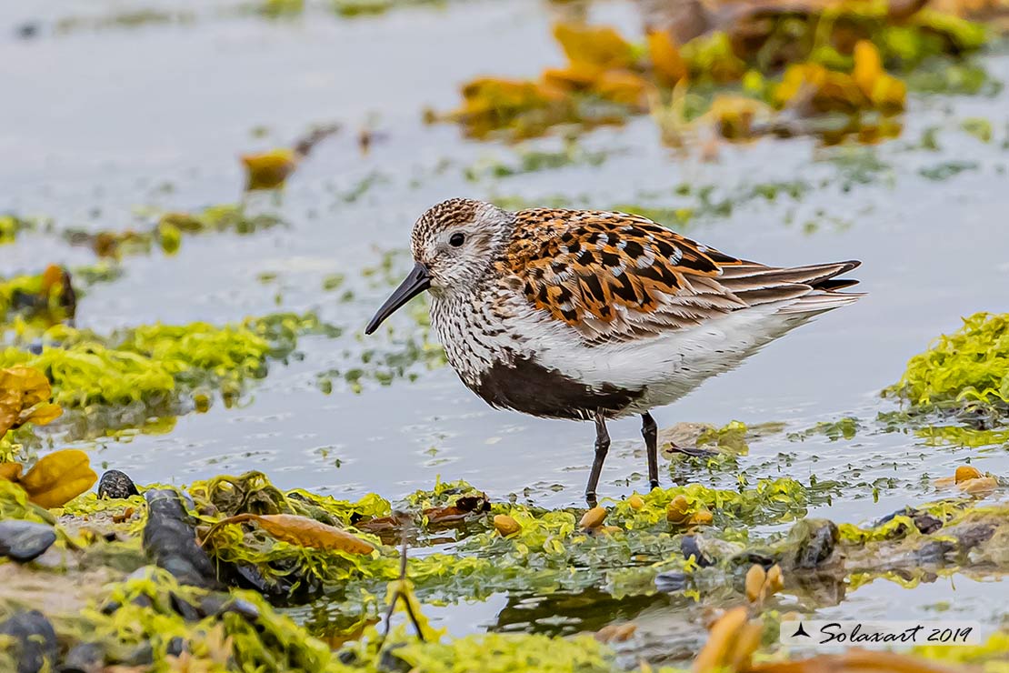 Calidris alpina: Piovanello pancianera ; Dunlin