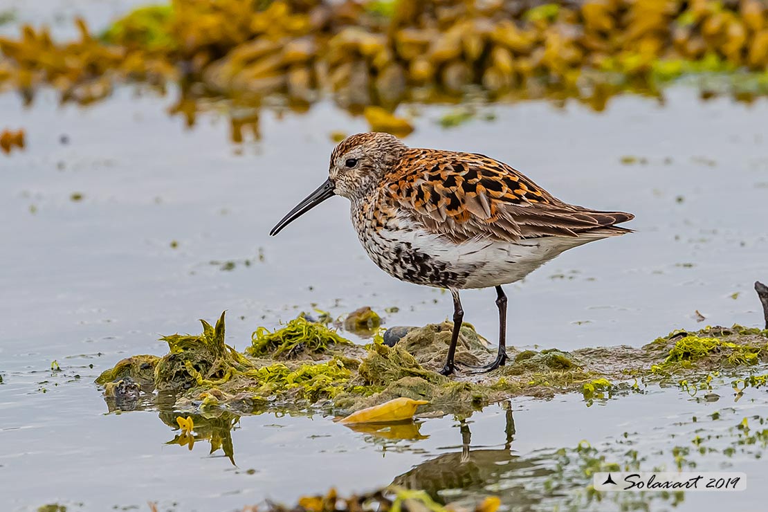 Calidris alpina: Piovanello pancianera ; Dunlin