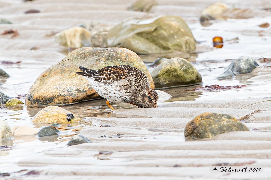 Calidris maritima: Piovanello violetto; Purple sandpiper