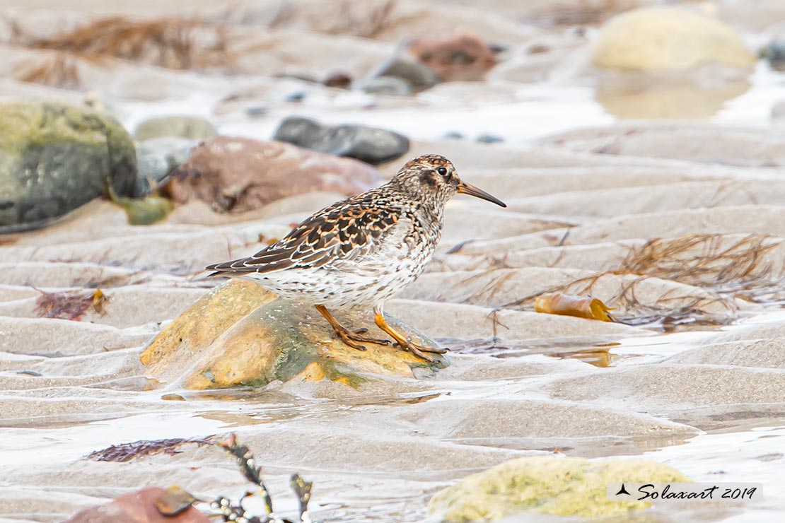 Calidris maritima: Piovanello violetto; Purple sandpiper
