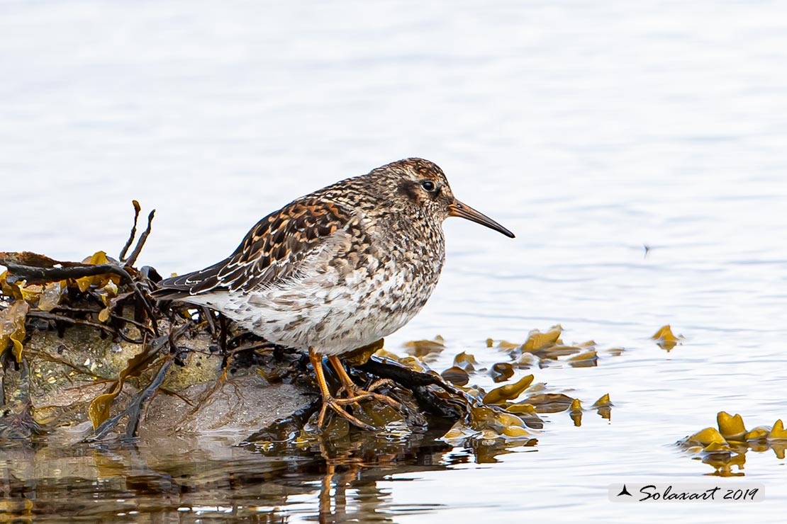 Calidris maritima: Piovanello violetto; Purple sandpiper