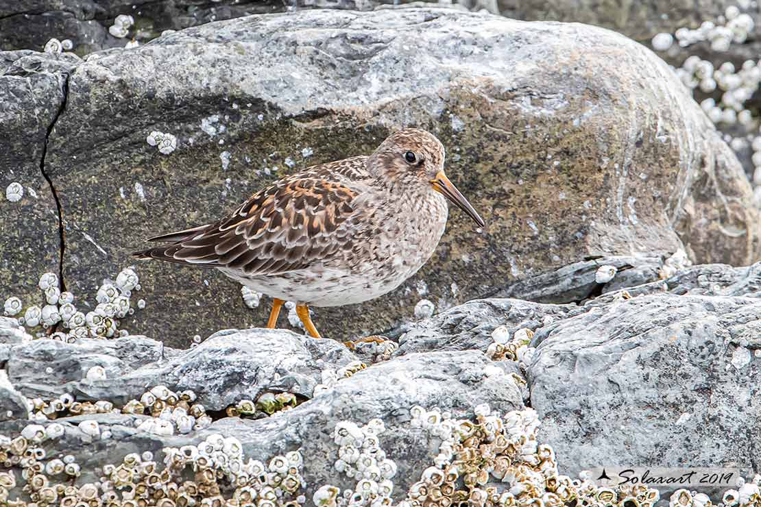 Calidris maritima: Piovanello violetto; Purple sandpiper