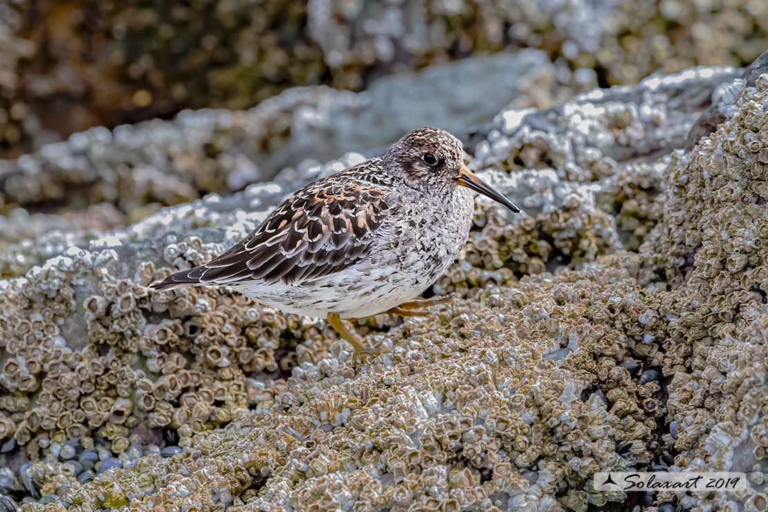 Calidris maritima: Piovanello violetto; Purple sandpiper