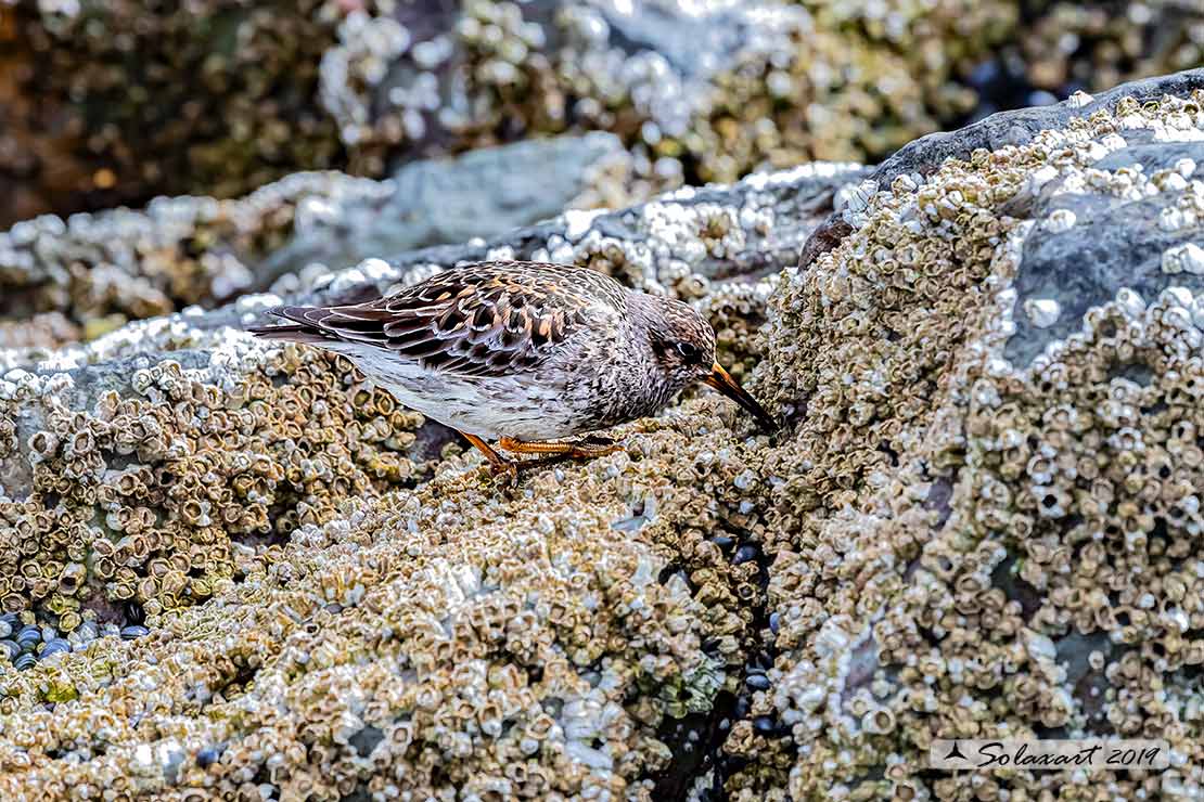 Calidris maritima: Piovanello violetto; Purple sandpiper
