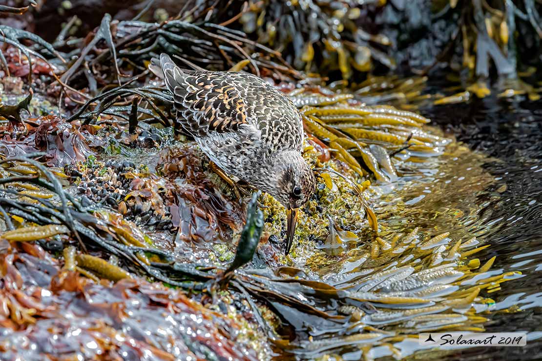 Calidris maritima: Piovanello violetto; Purple sandpiper