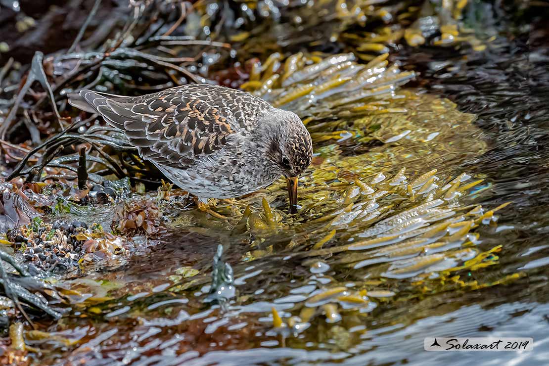 Calidris maritima: Piovanello violetto; Purple sandpiper