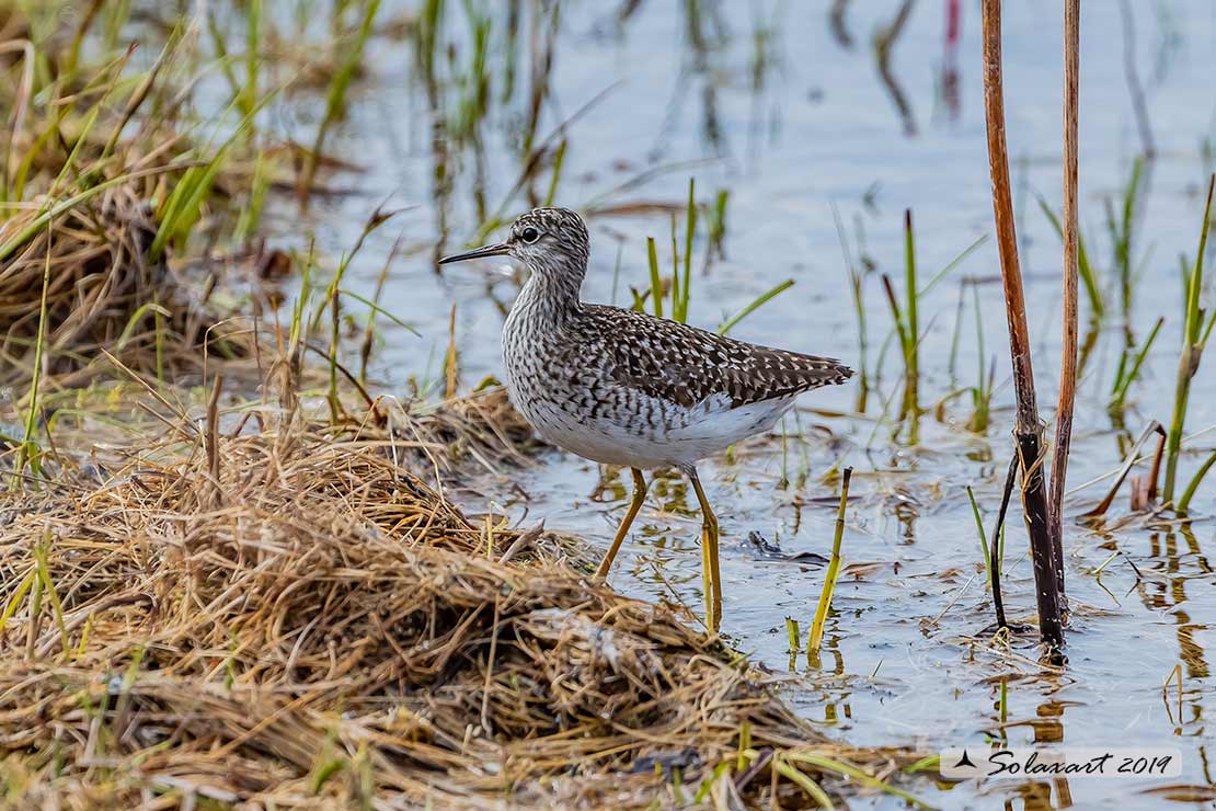 Tringa glareola: Piro-piro boschereccio;  Wood sandpiper