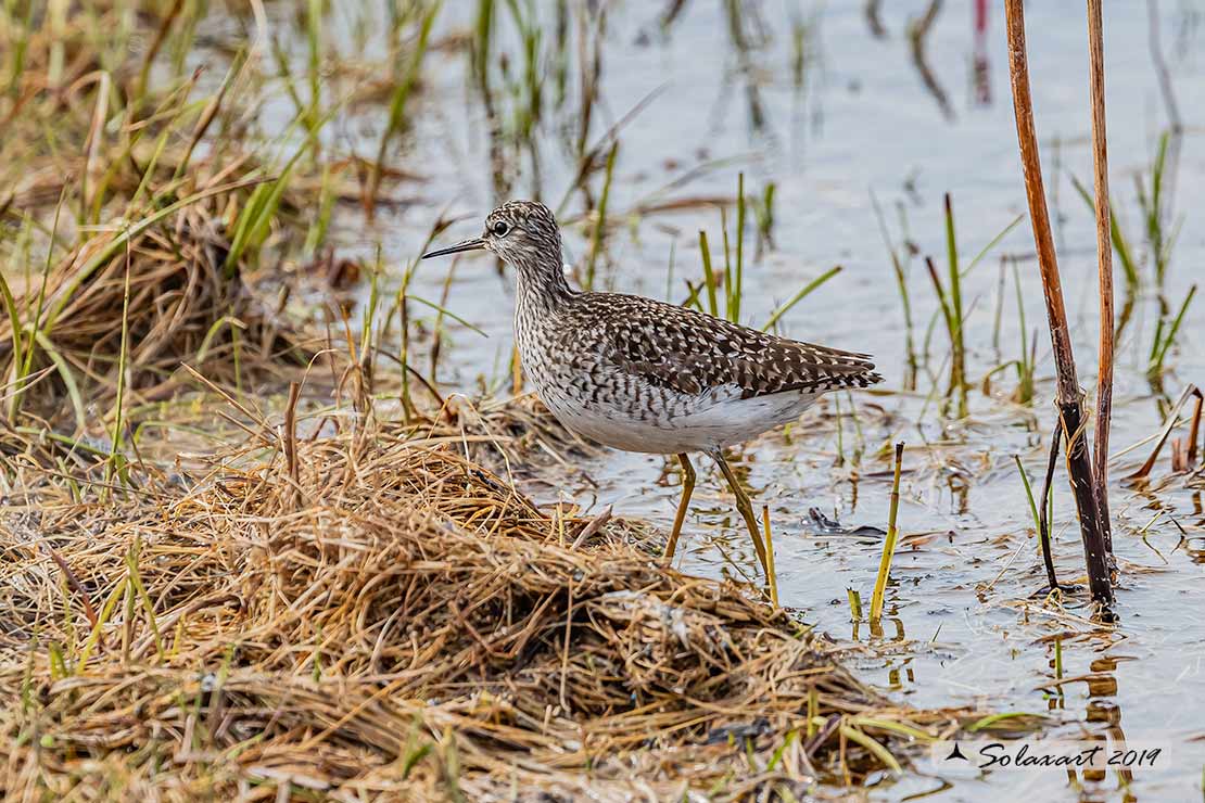 Tringa glareola: Piro-piro boschereccio;  Wood sandpiper
