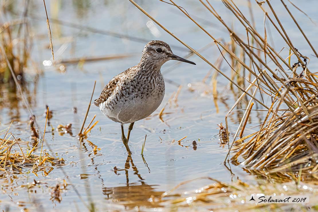 Tringa glareola: Piro-piro boschereccio;  Wood sandpiper