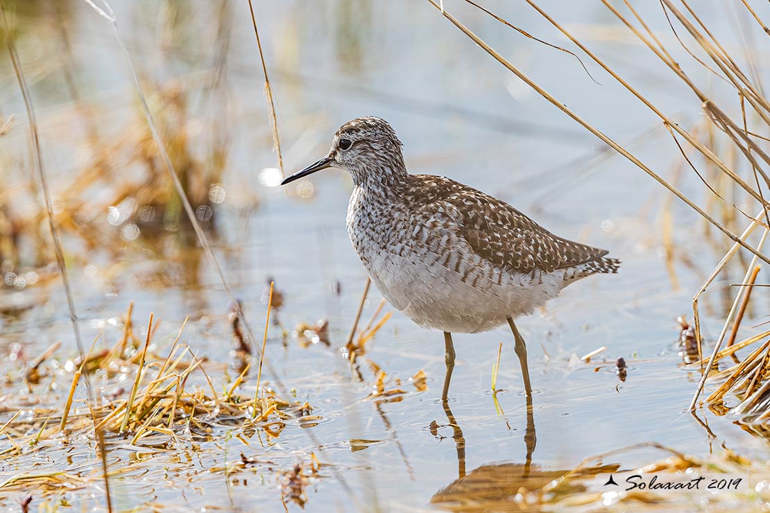 Tringa glareola: Piro-piro boschereccio;  Wood sandpiper