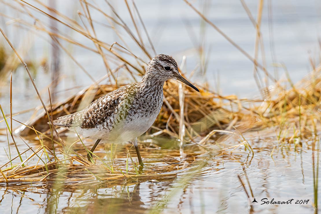 Tringa glareola: Piro-piro boschereccio;  Wood sandpiper
